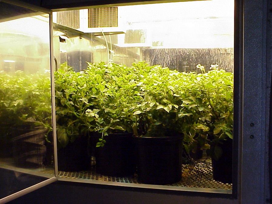 Inside Lamplit Chamber
